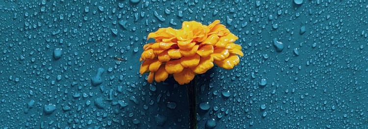 Stronger Than Rain