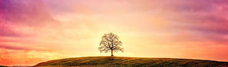 Oak