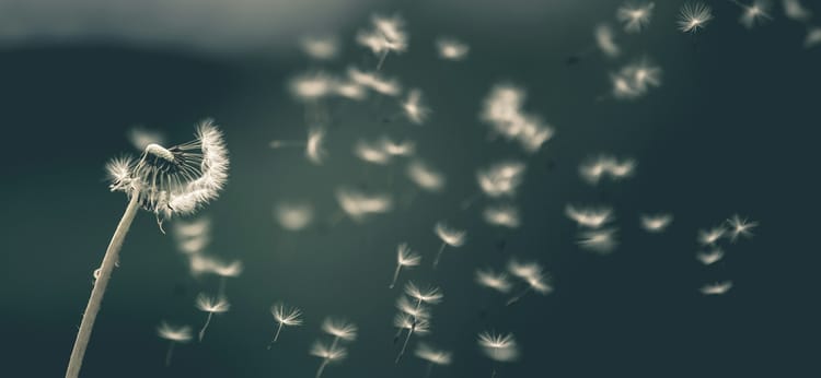 Where the Wind Goes