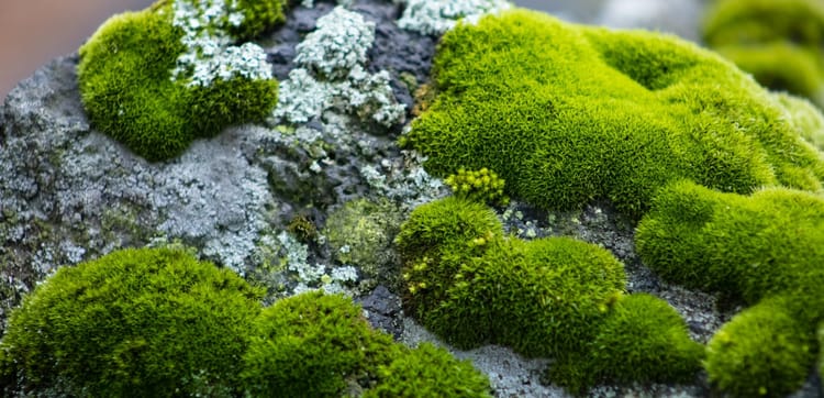 Moss
