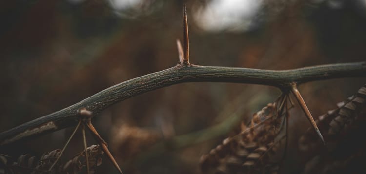 Pruning