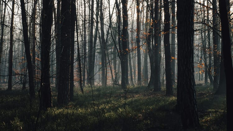woods at daybreak