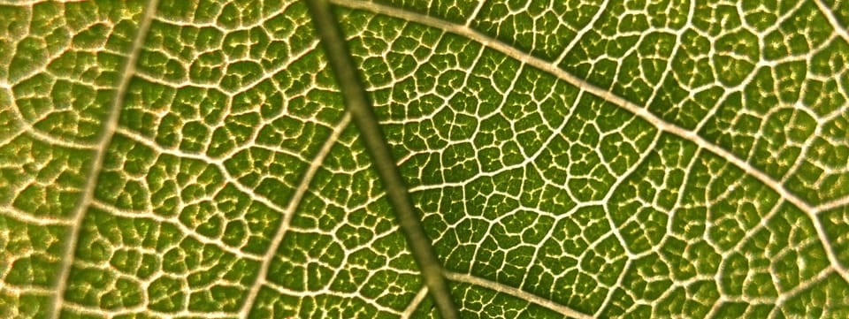Veins