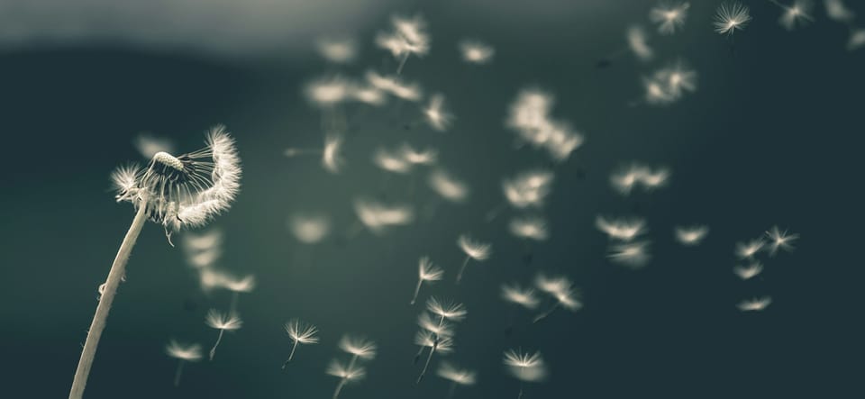 Where the Wind Goes