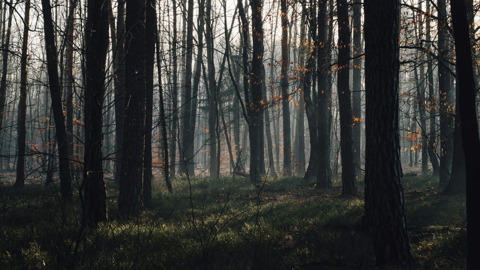 woods at daybreak