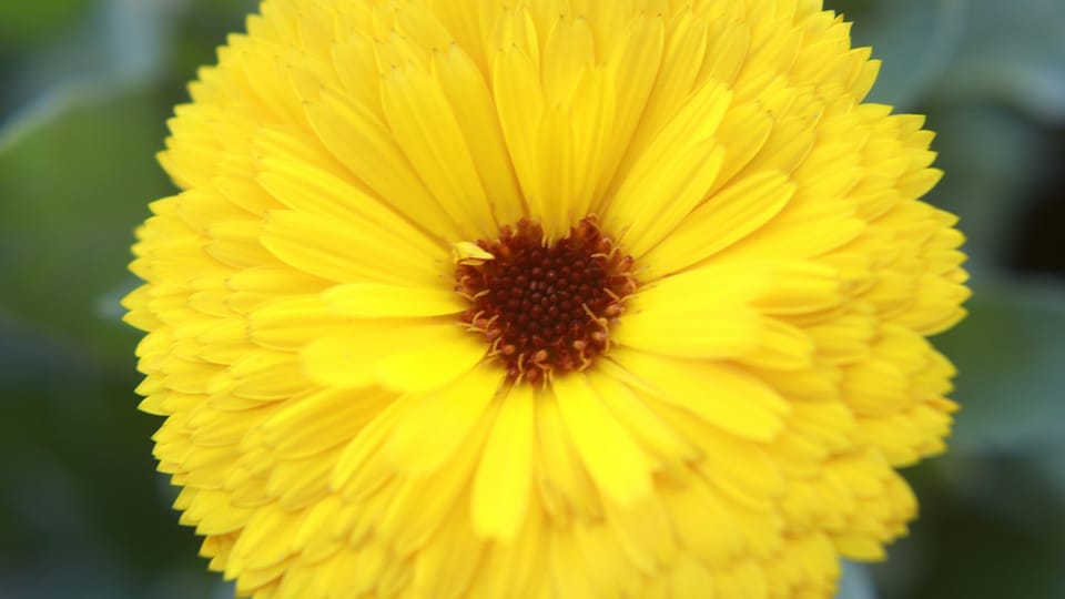 extreme close-up of a false dandelion flower